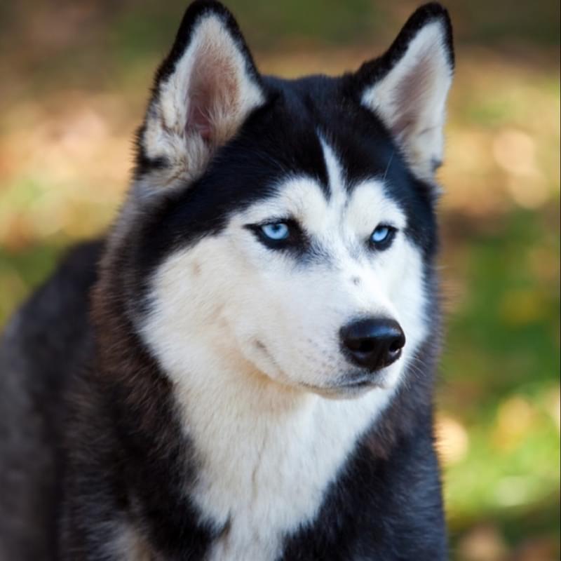 how do siberian husky hunt