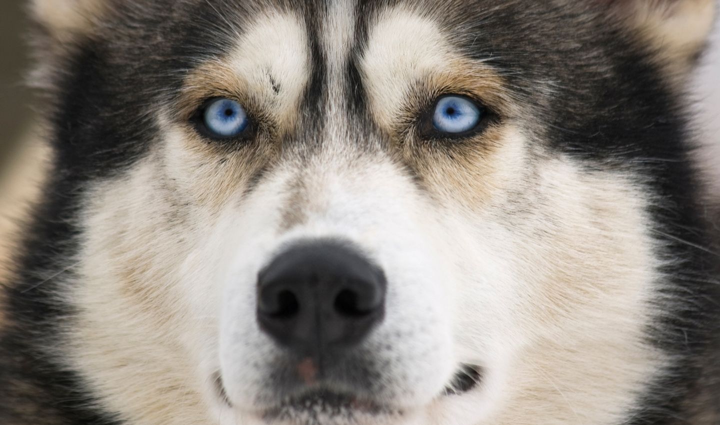 Husky Park on the "Hunt for the Northern Lights" tour